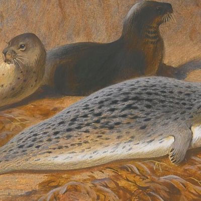 Grey And Harbour Seals At Rest Archibald Thorburn ath51 canvas print