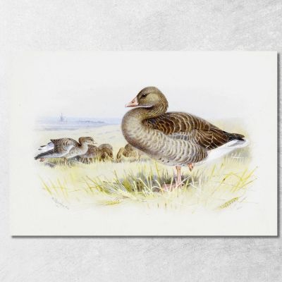 Greylag Goose Archibald Thorburn ath53 canvas print 