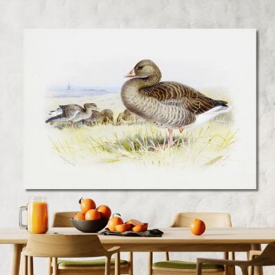 Greylag Goose Archibald Thorburn ath53 canvas print 