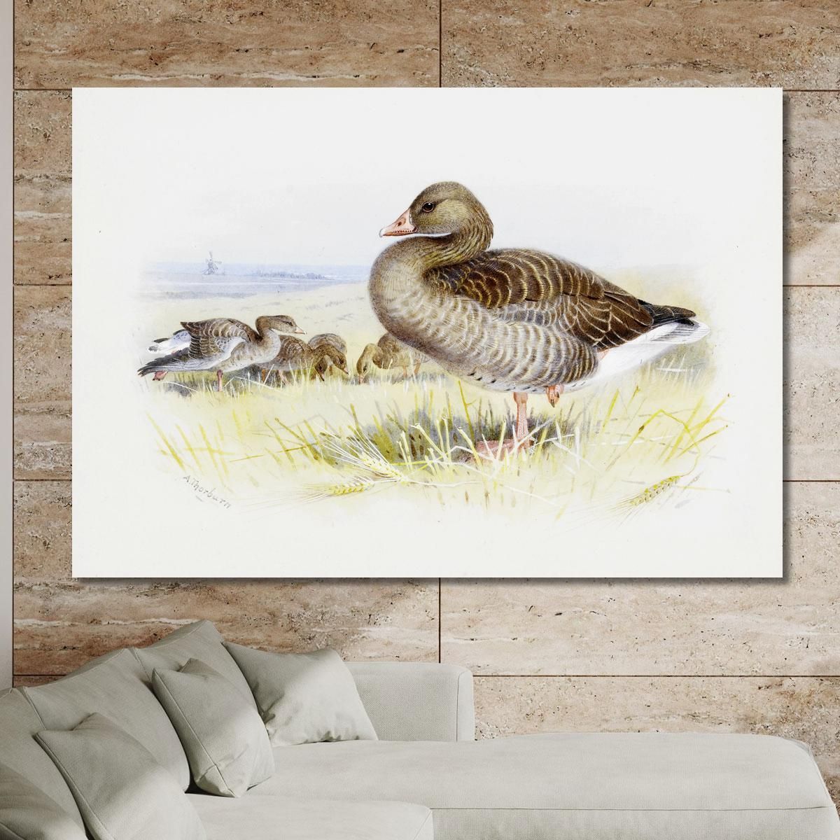 Greylag Goose Archibald Thorburn ath53 canvas print 