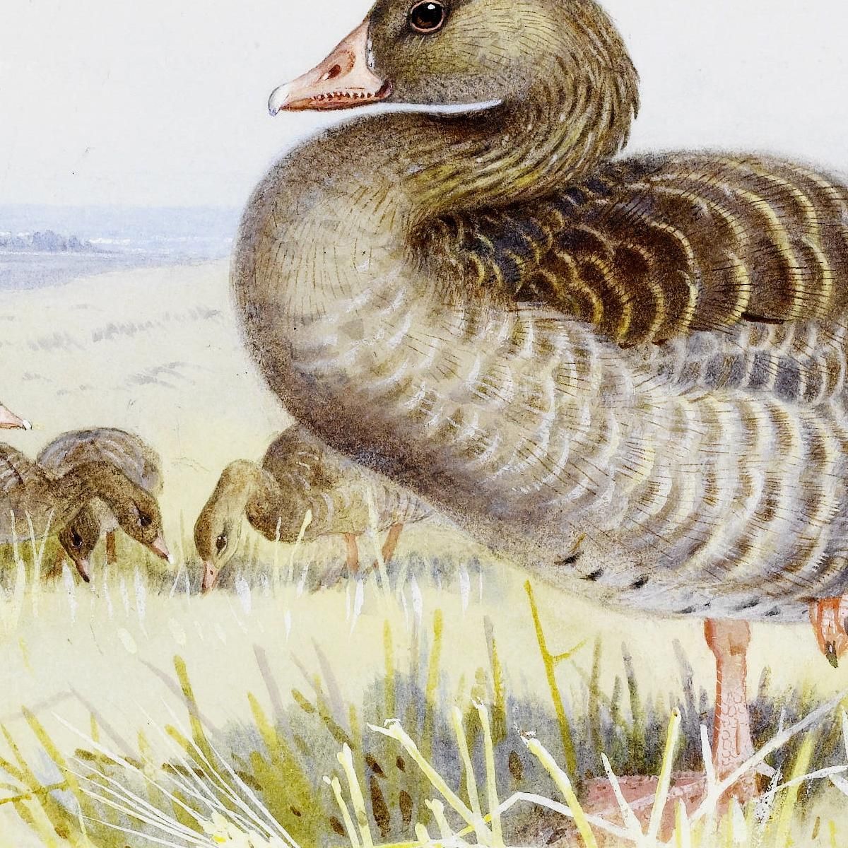 Greylag Goose Archibald Thorburn ath53 canvas print