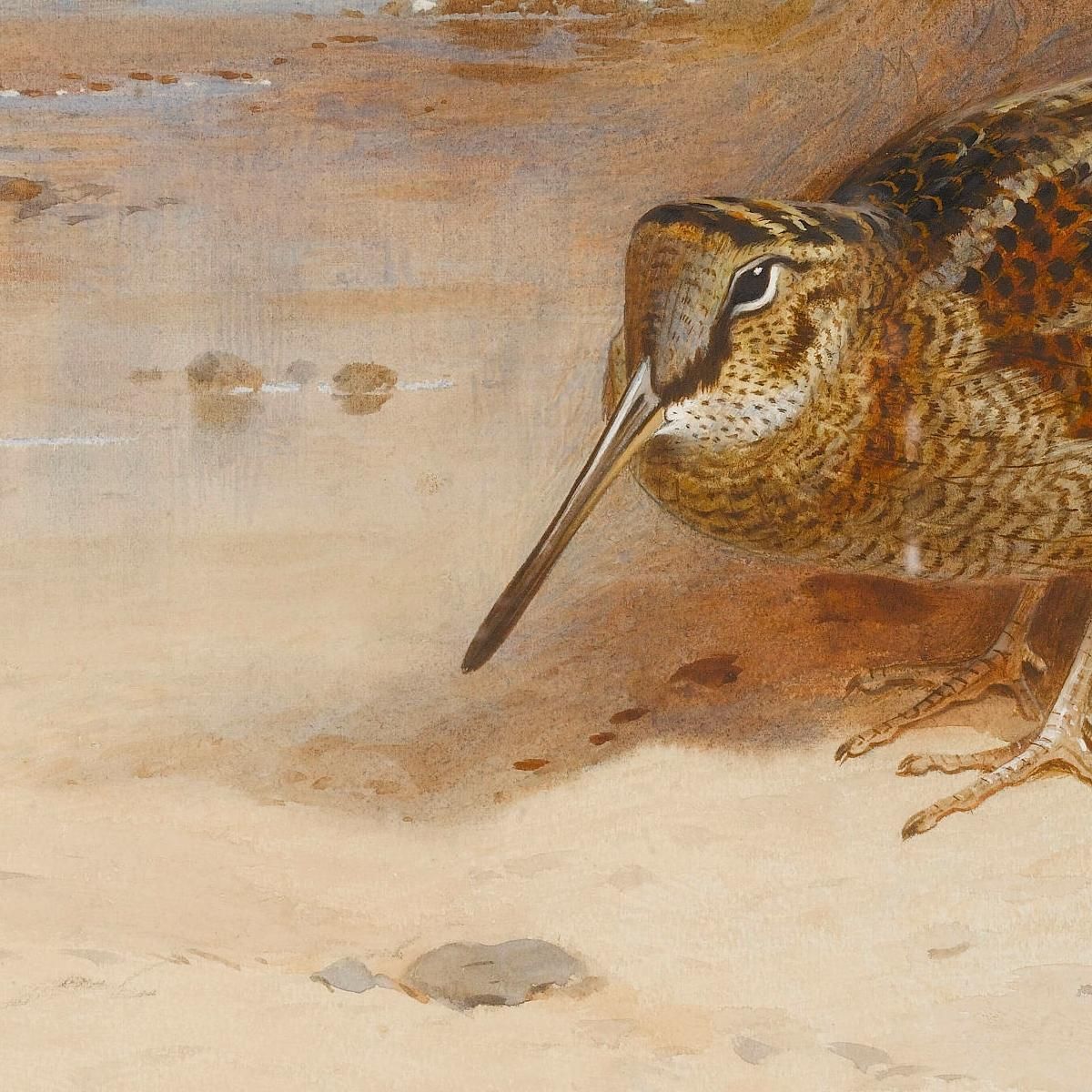 Hungry And Homeless Archibald Thorburn ath56 canvas print