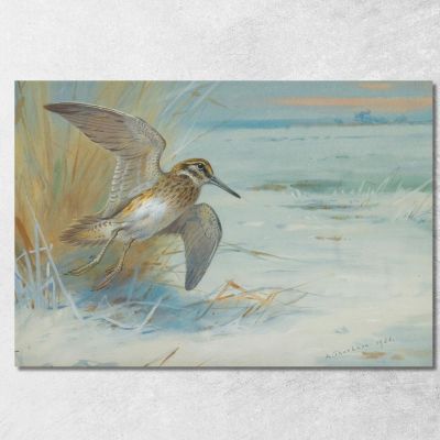 Jack Snipe Rising Archibald Thorburn ath58 canvas print 