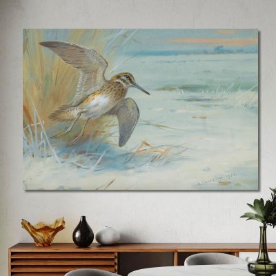 Jack Snipe Rising Archibald Thorburn ath58 canvas print 