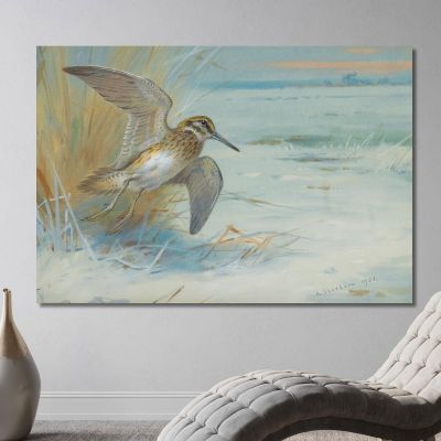 Jack Snipe Rising Archibald Thorburn ath58 canvas print 