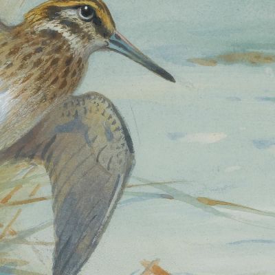 Jack Snipe Rising Archibald Thorburn ath58 canvas print