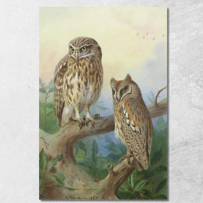 Little Owl And Scops Owl Archibald Thorburn ath61 canvas print 