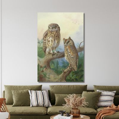 Little Owl And Scops Owl Archibald Thorburn ath61 canvas print 