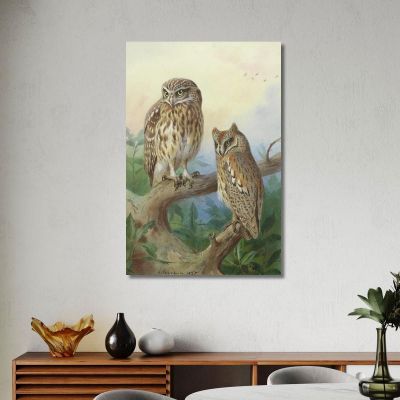 Little Owl And Scops Owl Archibald Thorburn ath61 canvas print 