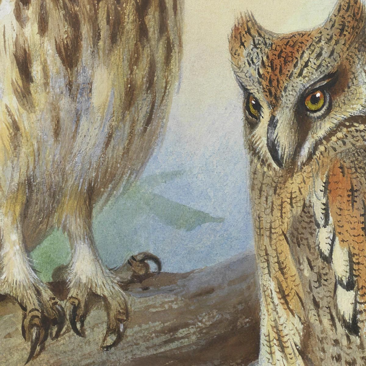 Little Owl And Scops Owl Archibald Thorburn ath61 canvas print