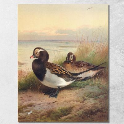 Long-Tailed Duck Summer Archibald Thorburn ath62 canvas print 