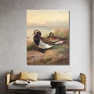 Long-Tailed Duck Summer Archibald Thorburn ath62 canvas print 