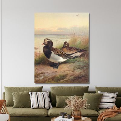 Long-Tailed Duck Summer Archibald Thorburn ath62 canvas print 