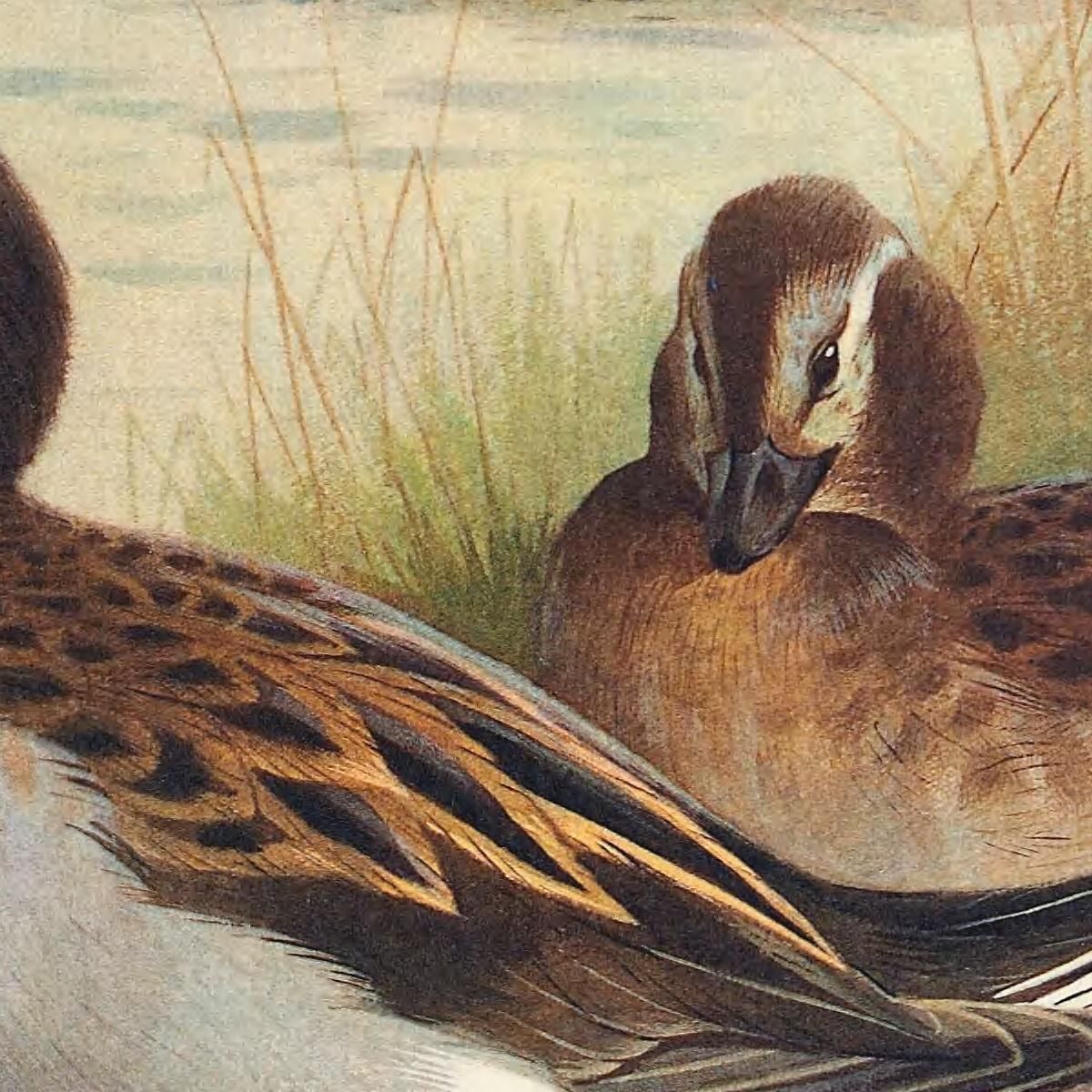 Long-Tailed Duck Summer Archibald Thorburn ath62 canvas print