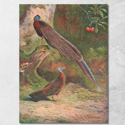 Malay Argus Pheasant Archibald Thorburn ath64 canvas print 