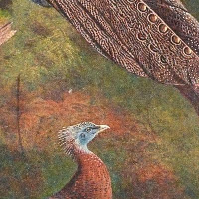 Malay Argus Pheasant Archibald Thorburn ath64 canvas print