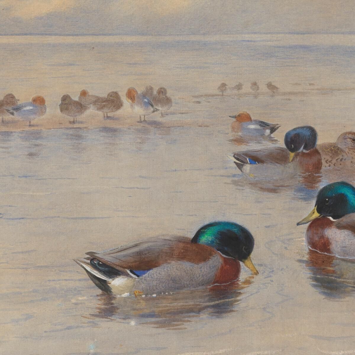 Mallards On A Lake Archibald Thorburn ath67 canvas print