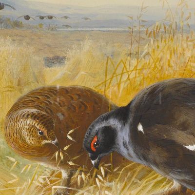 On The Stooksblackgame Archibald Thorburn ath71 canvas print