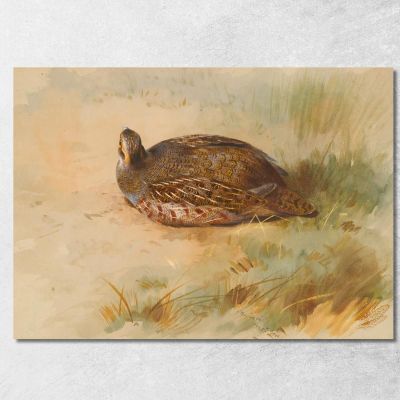 Partridge Archibald Thorburn ath75 canvas print 