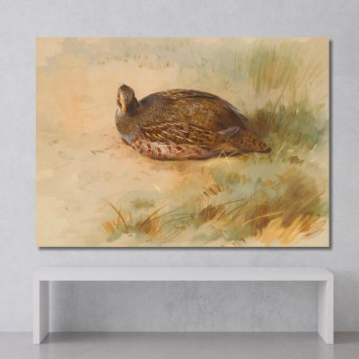 Partridge Archibald Thorburn ath75 canvas print 