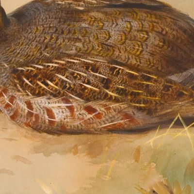 Partridge Archibald Thorburn ath75 canvas print