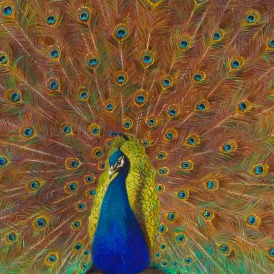 Peacock And Peacock Butterfly Archibald Thorburn ath76 canvas print
