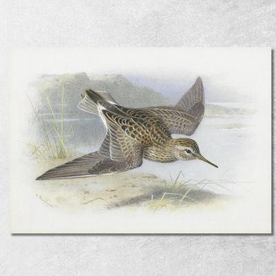 Pectoral Sandpiper Archibald Thorburn ath78 canvas print 