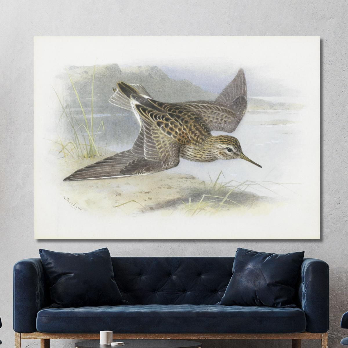 Pectoral Sandpiper Archibald Thorburn ath78 canvas print 