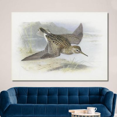 Pectoral Sandpiper Archibald Thorburn ath78 canvas print 