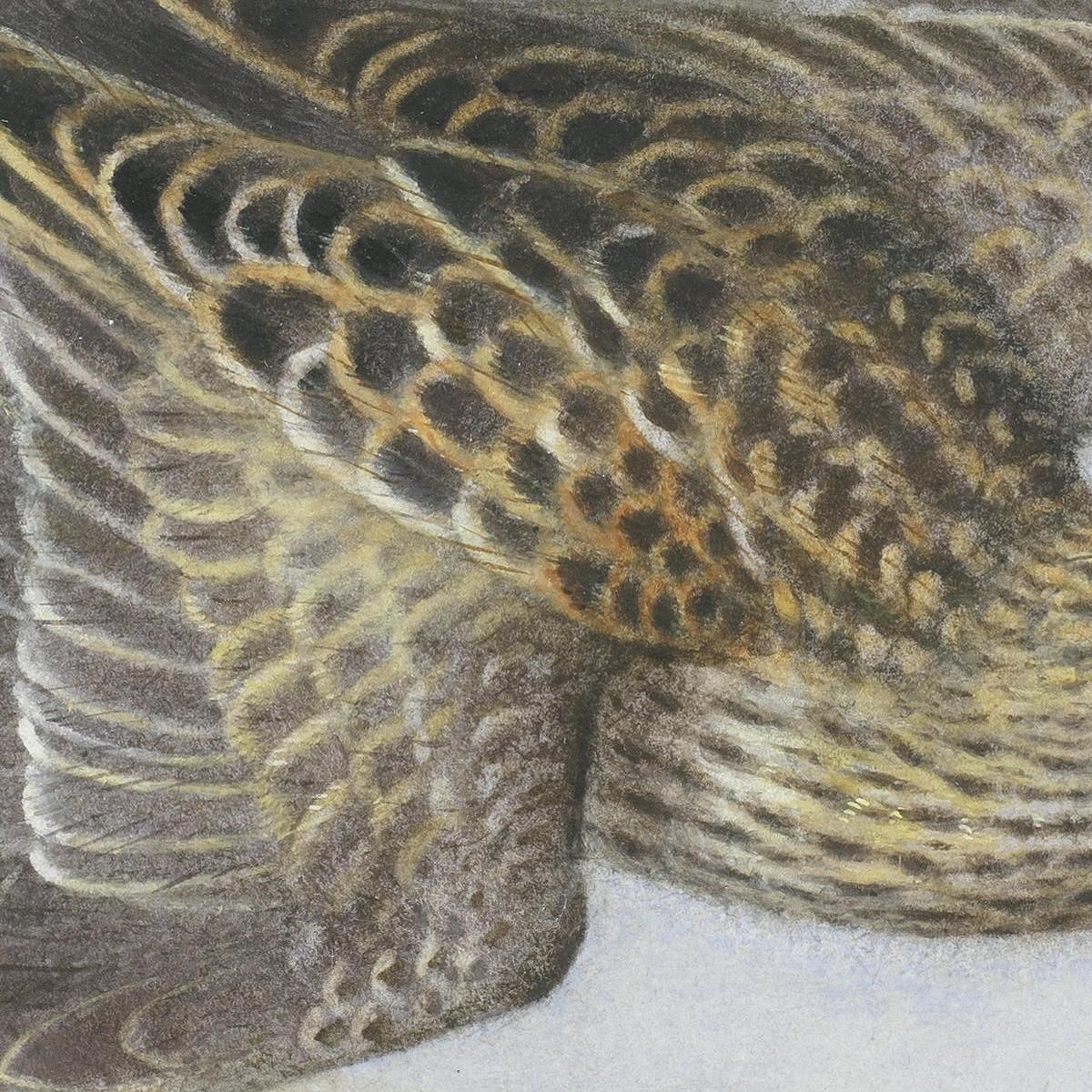 Pectoral Sandpiper Archibald Thorburn ath78 canvas print