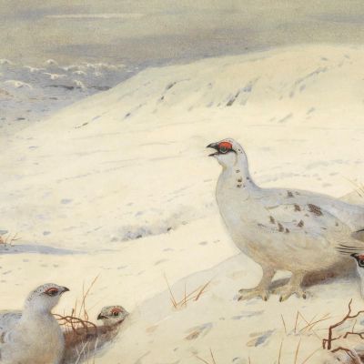 Ptarmigan In Winter Plumage Archibald Thorburn ath85 canvas print