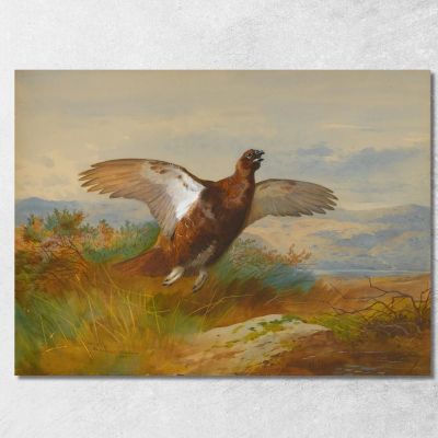 Red Grouse In Flight Archibald Thorburn ath86 canvas print 