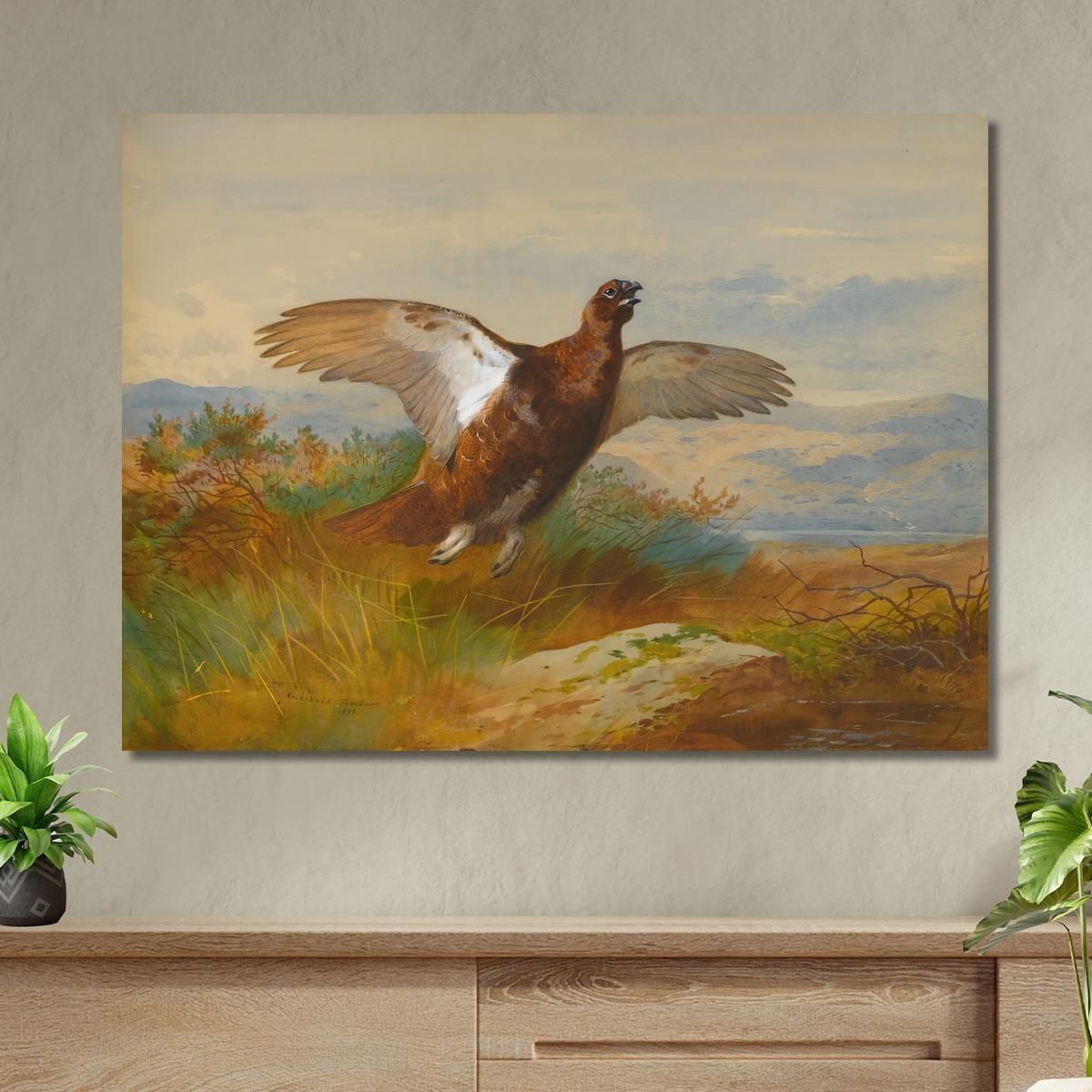 Red Grouse In Flight Archibald Thorburn ath86 canvas print 