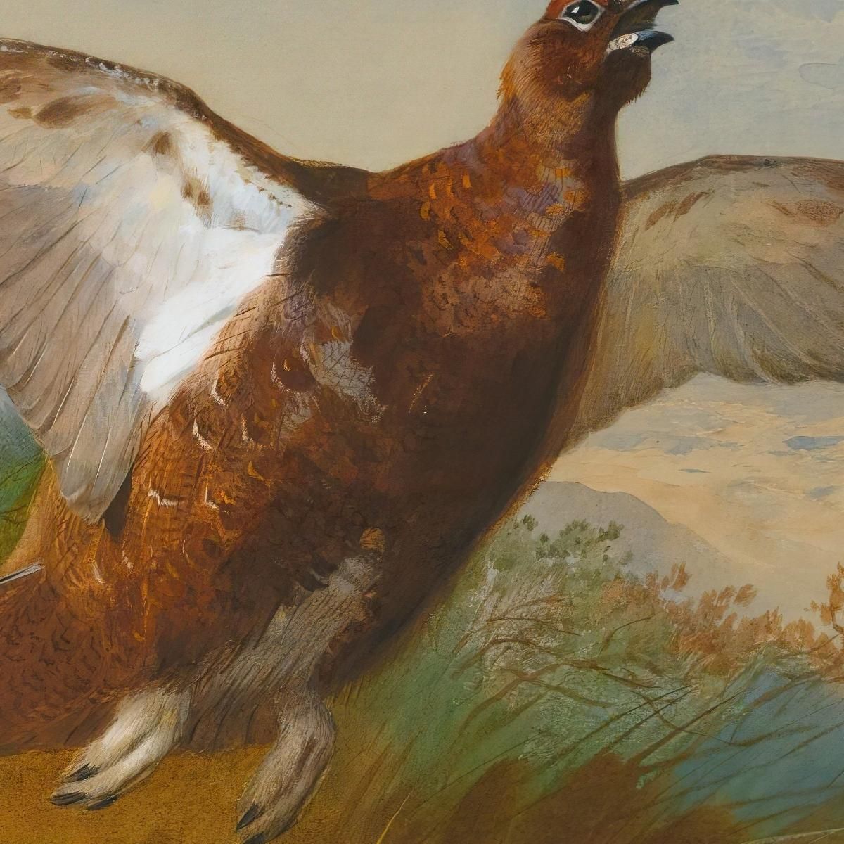 Red Grouse In Flight Archibald Thorburn ath86 canvas print