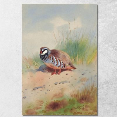 Red-Legged Partridge Archibald Thorburn ath88 canvas print 