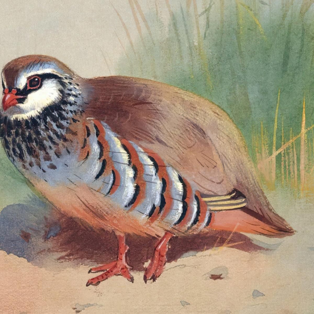 Red-Legged Partridge Archibald Thorburn ath88 canvas print