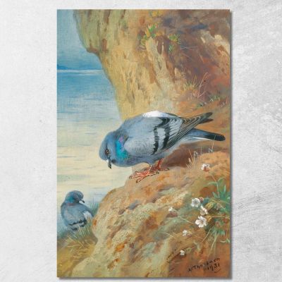 Rock Doves Archibald Thorburn ath89 canvas print 