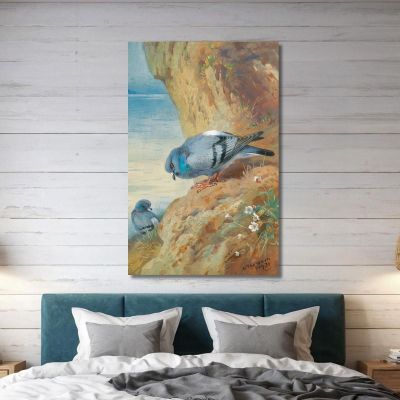 Rock Doves Archibald Thorburn ath89 canvas print 