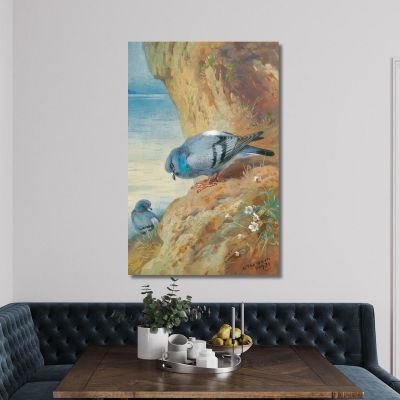 Rock Doves Archibald Thorburn ath89 canvas print 