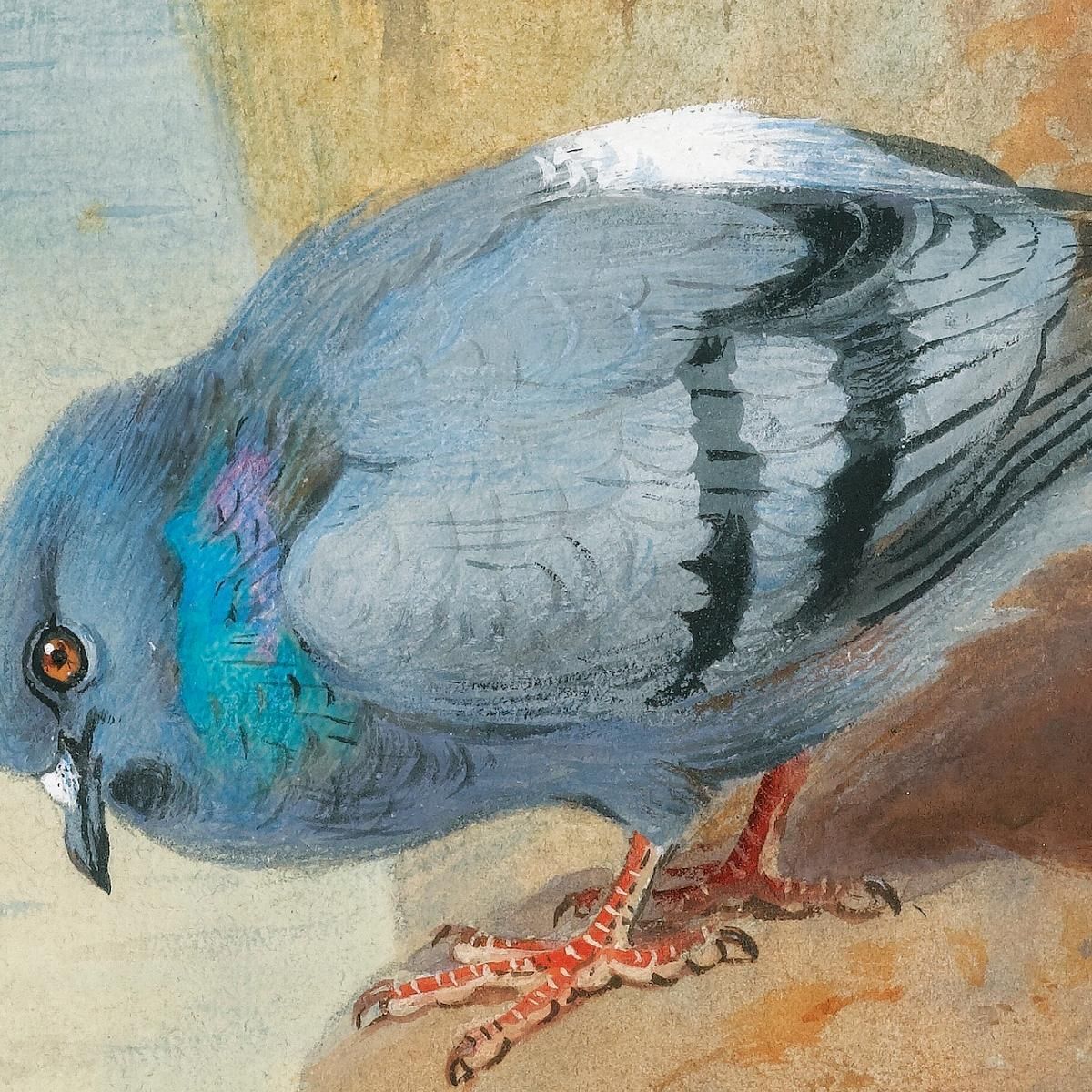 Rock Doves Archibald Thorburn ath89 canvas print