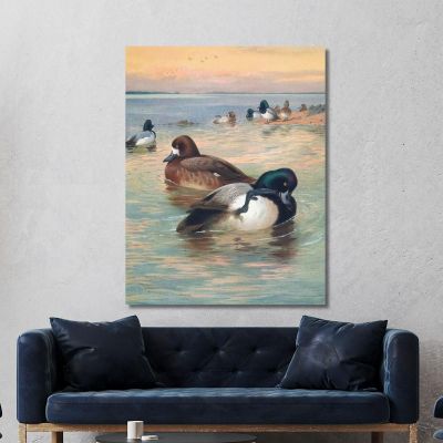 Scaup Duck Archibald Thorburn ath90 canvas print 