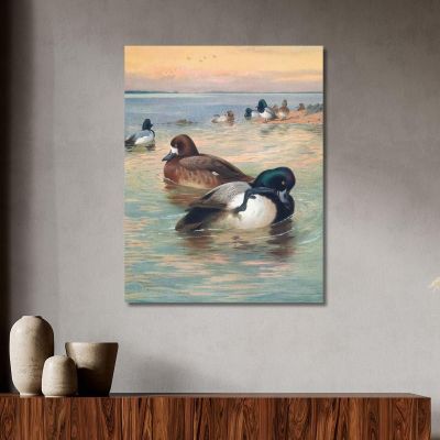 Scaup Duck Archibald Thorburn ath90 canvas print 