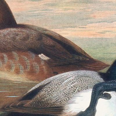 Scaup Duck Archibald Thorburn ath90 canvas print