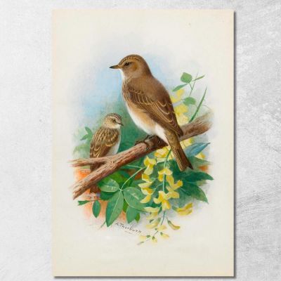 Spotted Flycatchers Archibald Thorburn ath93 canvas print 