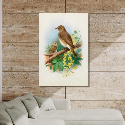 Spotted Flycatchers Archibald Thorburn ath93 canvas print 