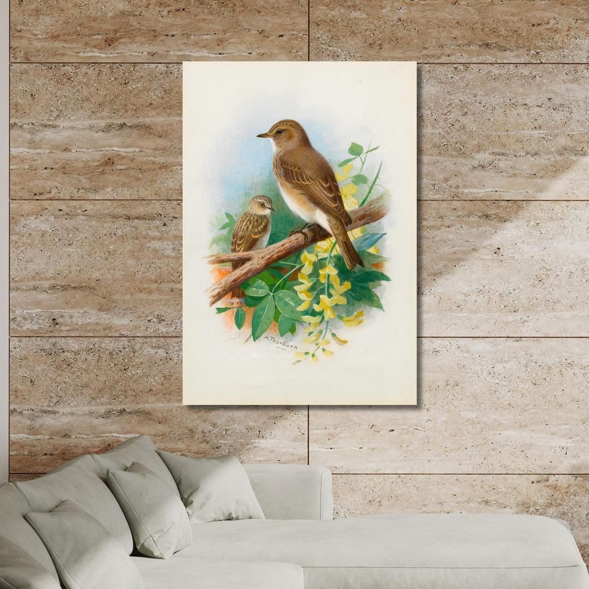Spotted Flycatchers Archibald Thorburn ath93 canvas print 