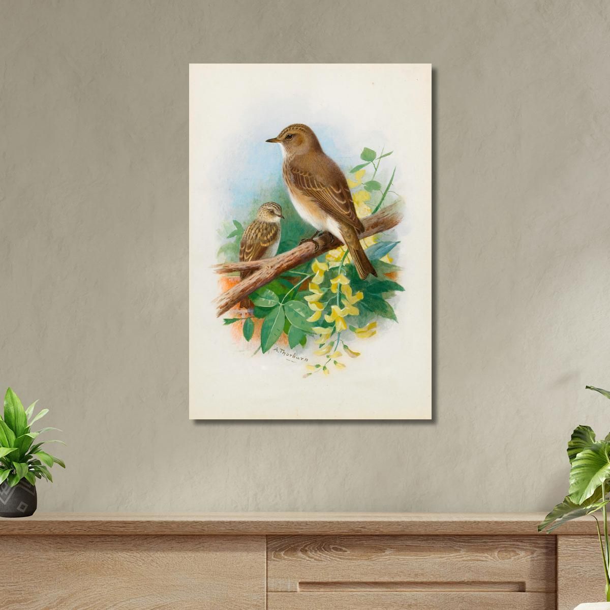Spotted Flycatchers Archibald Thorburn ath93 canvas print 