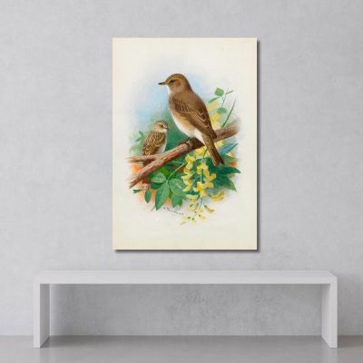 Spotted Flycatchers Archibald Thorburn ath93 canvas print 
