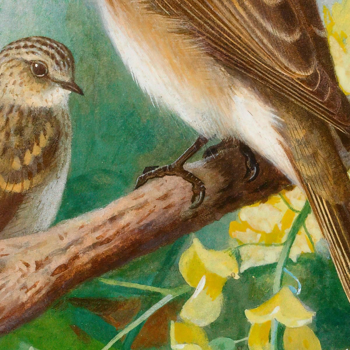 Spotted Flycatchers Archibald Thorburn ath93 canvas print