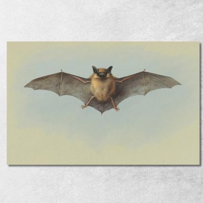 Study Of A Common Pipistrelle Bat Archibald Thorburn ath95 canvas print 
